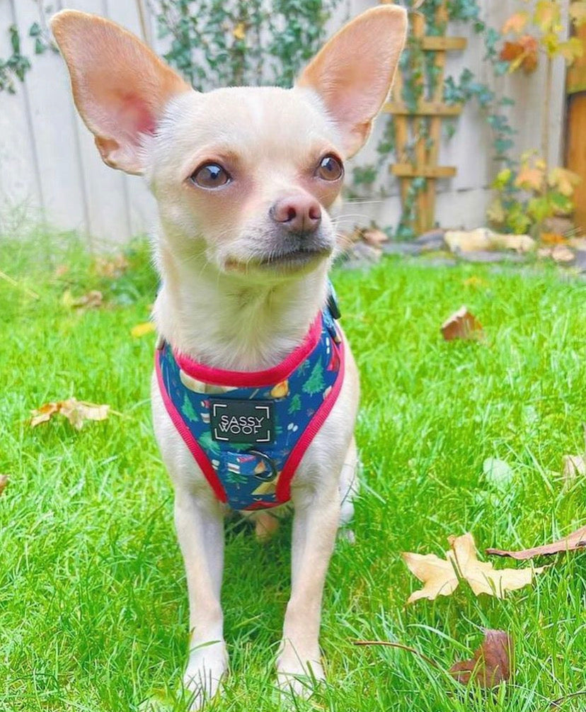 Woof scout Harness